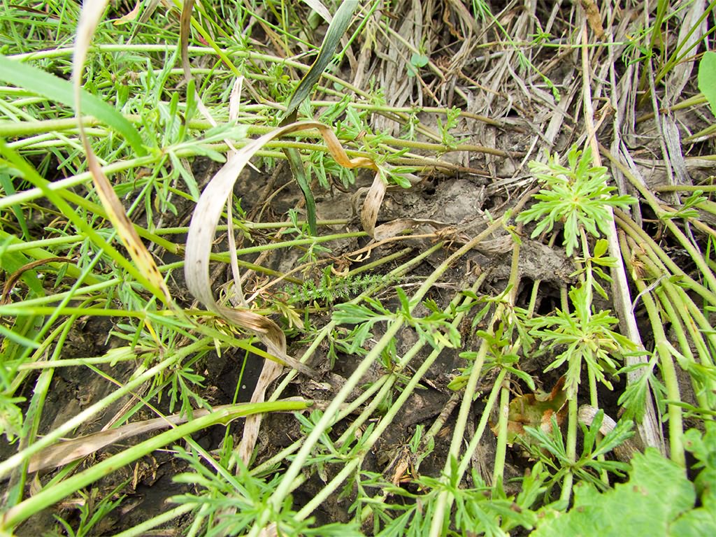 Veronica jacquinii Baumg.